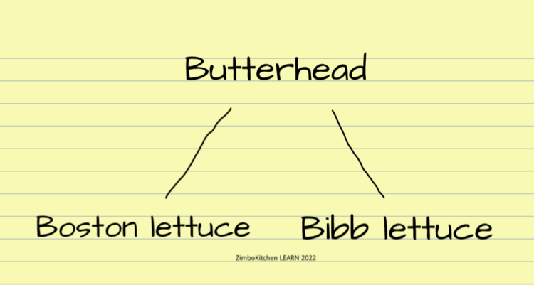 Boston Lettuce Information Learn